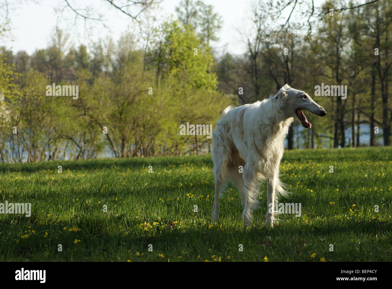 Borzoi, Russian Wolfhound, Russkaya Psovaya Borzaya Stock Photo - Alamy