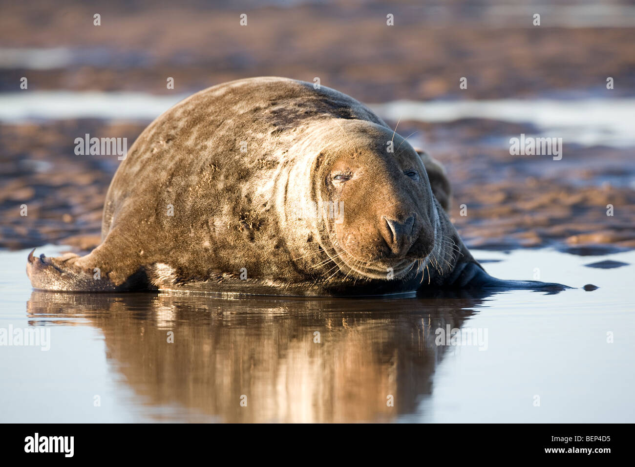 Large Bull Grey Atlantic Seal Halichoerus grypus in shallow sea pool on the East English coastline Stock Photo