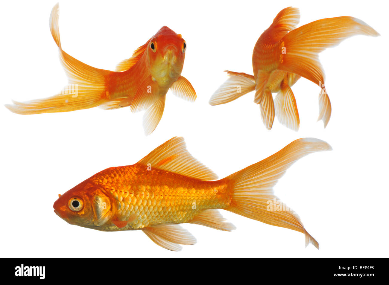 Assorted Gold Fish swimming isolated on a white background Stock Photo -  Alamy