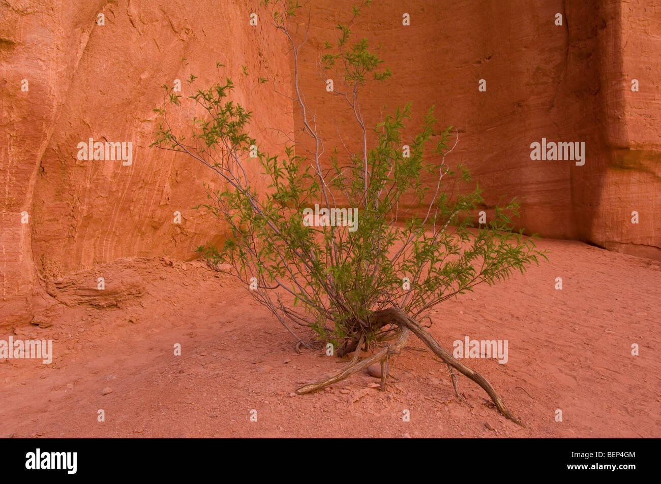 Talampaya National Park, Zuccagnia punctata, pharmaceutical plant, La Rioja Province, Argentina Stock Photo