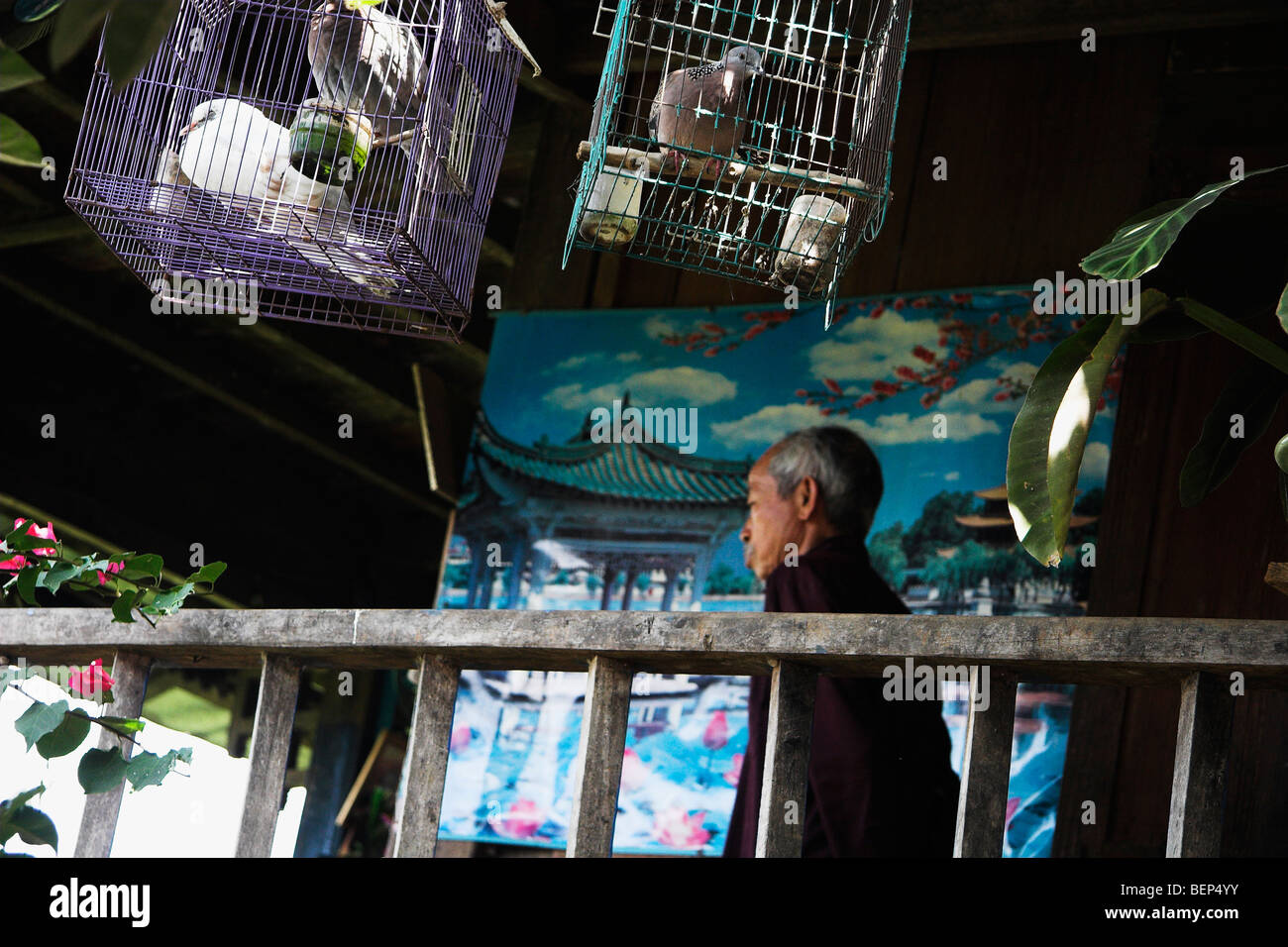 an old man and his birds Stock Photo