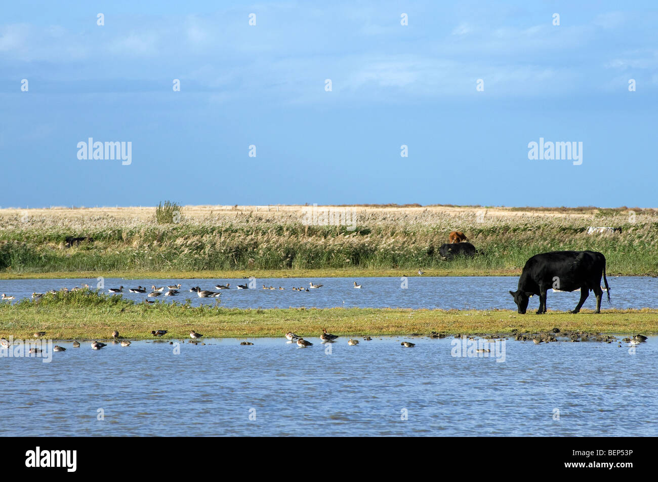 cattle grazing on nature reserve, cley, north norfolk, england Stock Photo