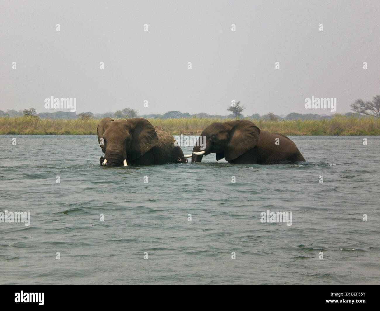 Elephants swimming lower Zambezi Zambia Africa Stock Photo - Alamy