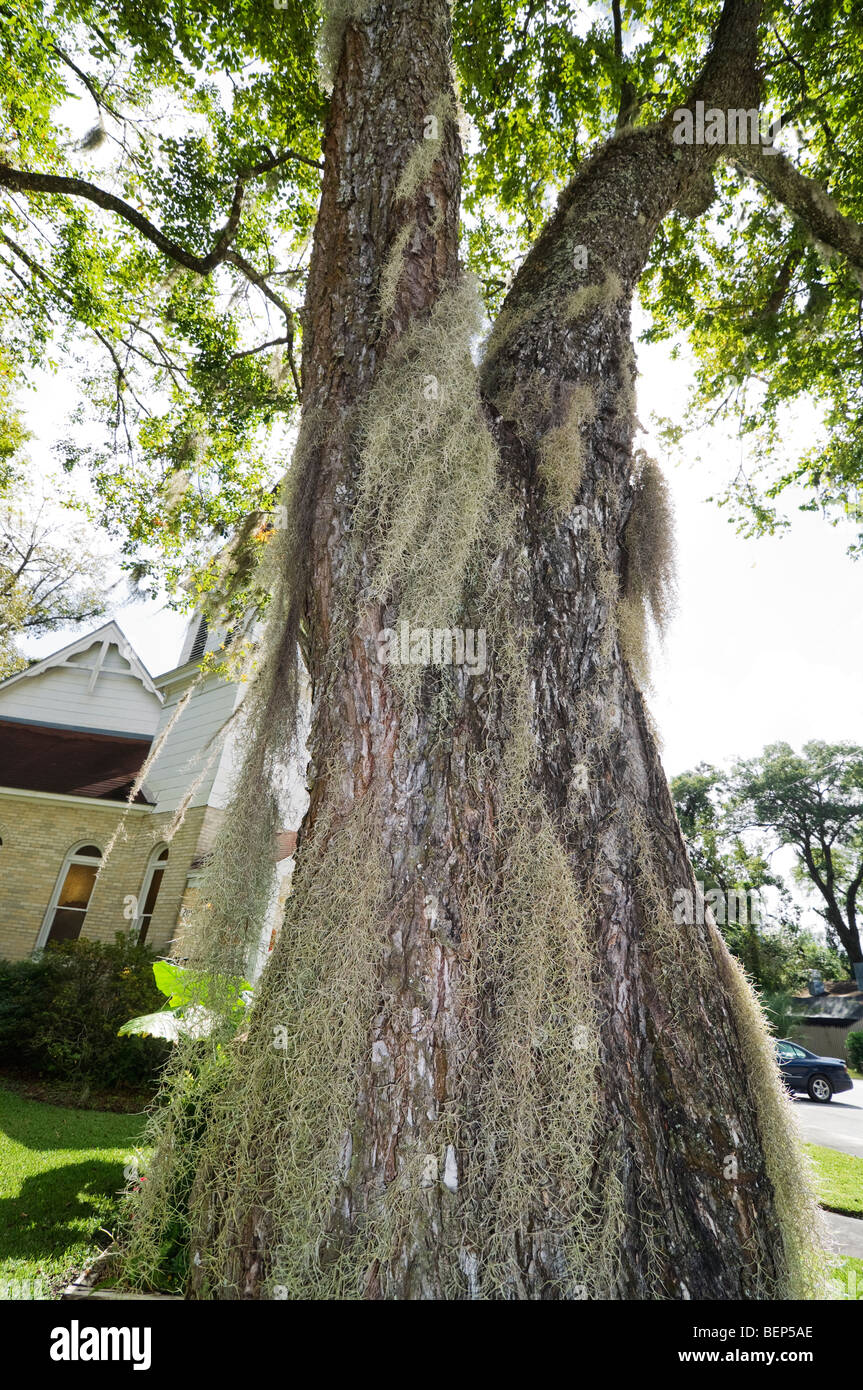 Live oak tree trunk covered with Spanish moss Stock Photo