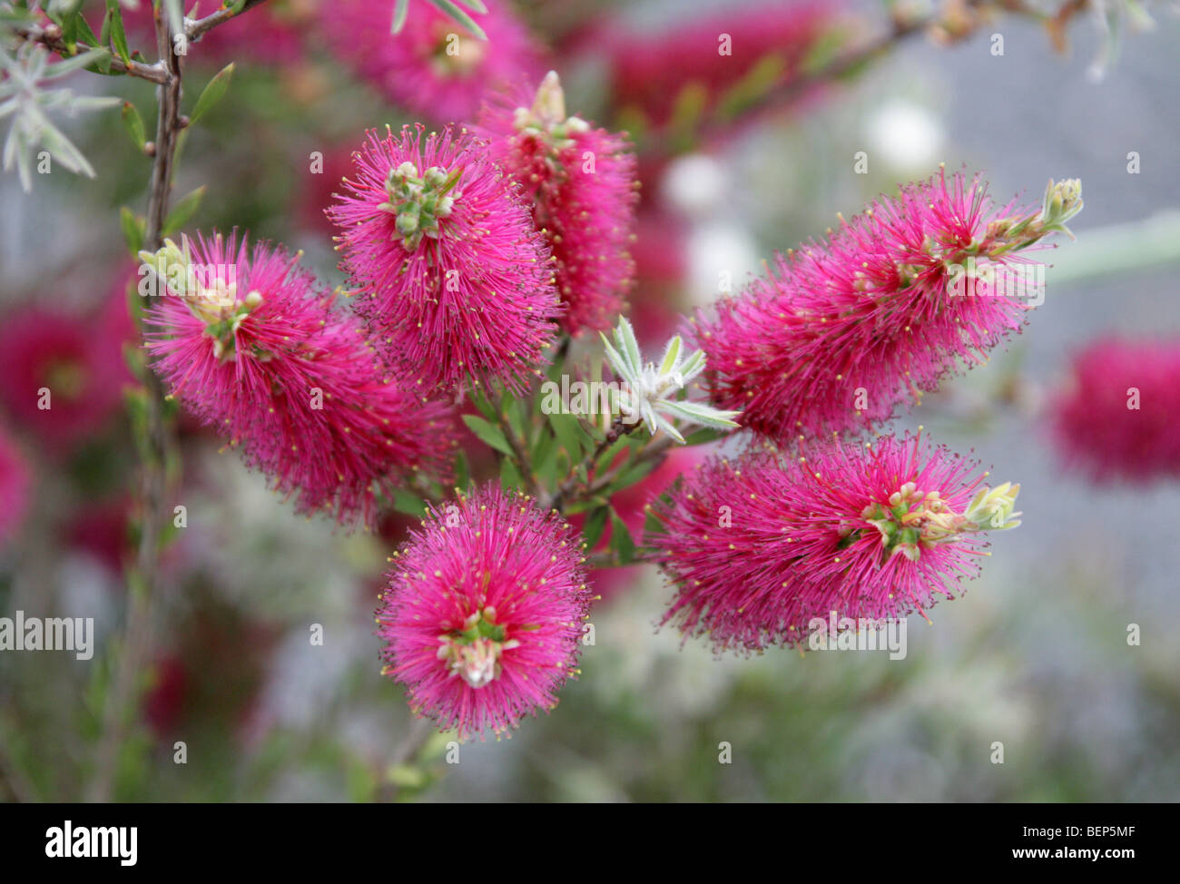 Bottlebrush, Callistemon viridiflorus, Myrtaceae, Tasmania, Australia Stock Photo