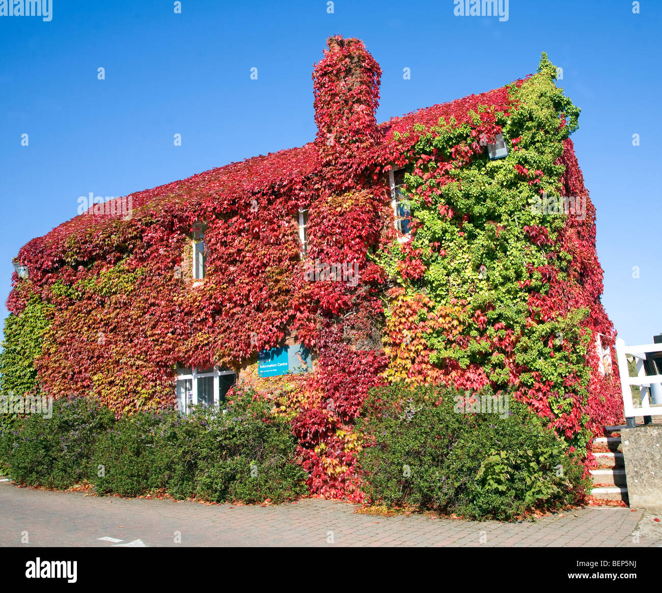 Virginia Creeper in autumn, Parthenocissus quinquefolia, covering house
