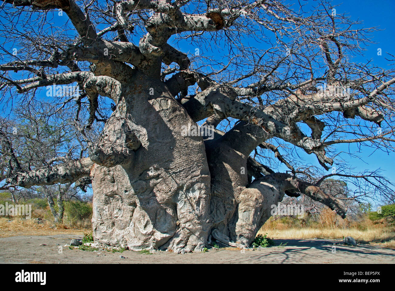 Baobab tree (Adansonia digitata) on Kubu Island in the Makgadikgadi Pan area of Botswana, Southern Africa Stock Photo