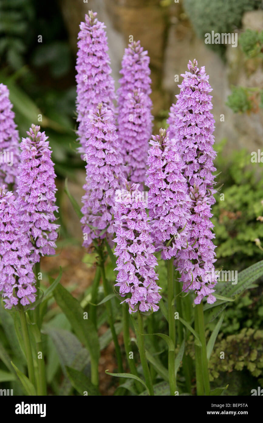 Dactylorhiza transiens, Orchidaceae. Cross between Common Spotted Orchid, D. fuchsii and Heath Spotted Orchid, D. maculata. Stock Photo