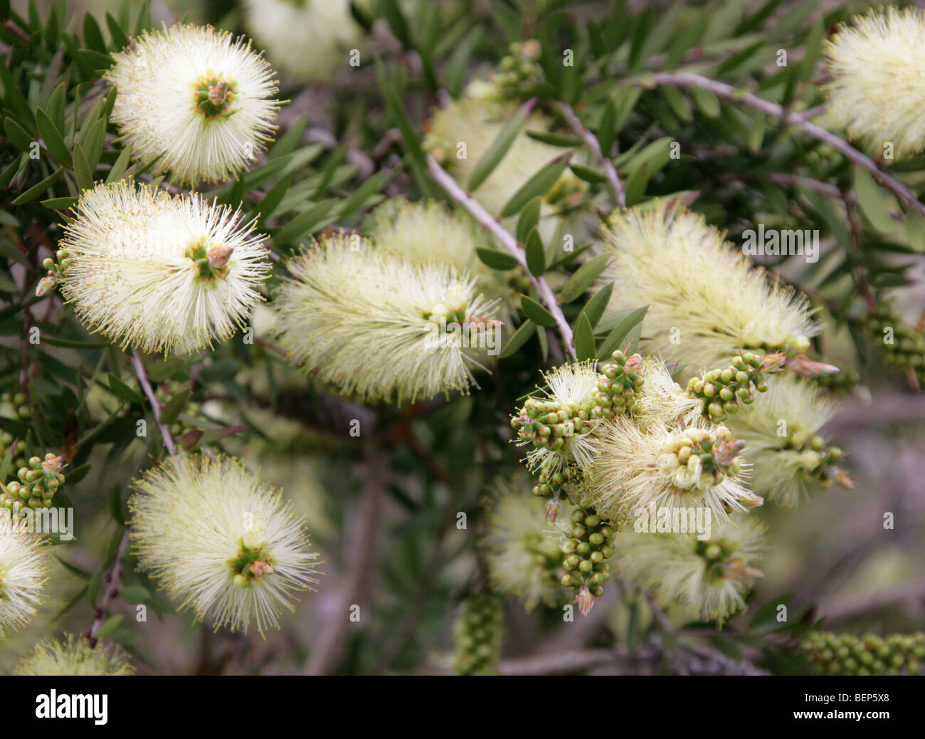 Bottlebrush, Callistemon viridiflorus, Myrtaceae, Tasmania, Australia Stock Photo