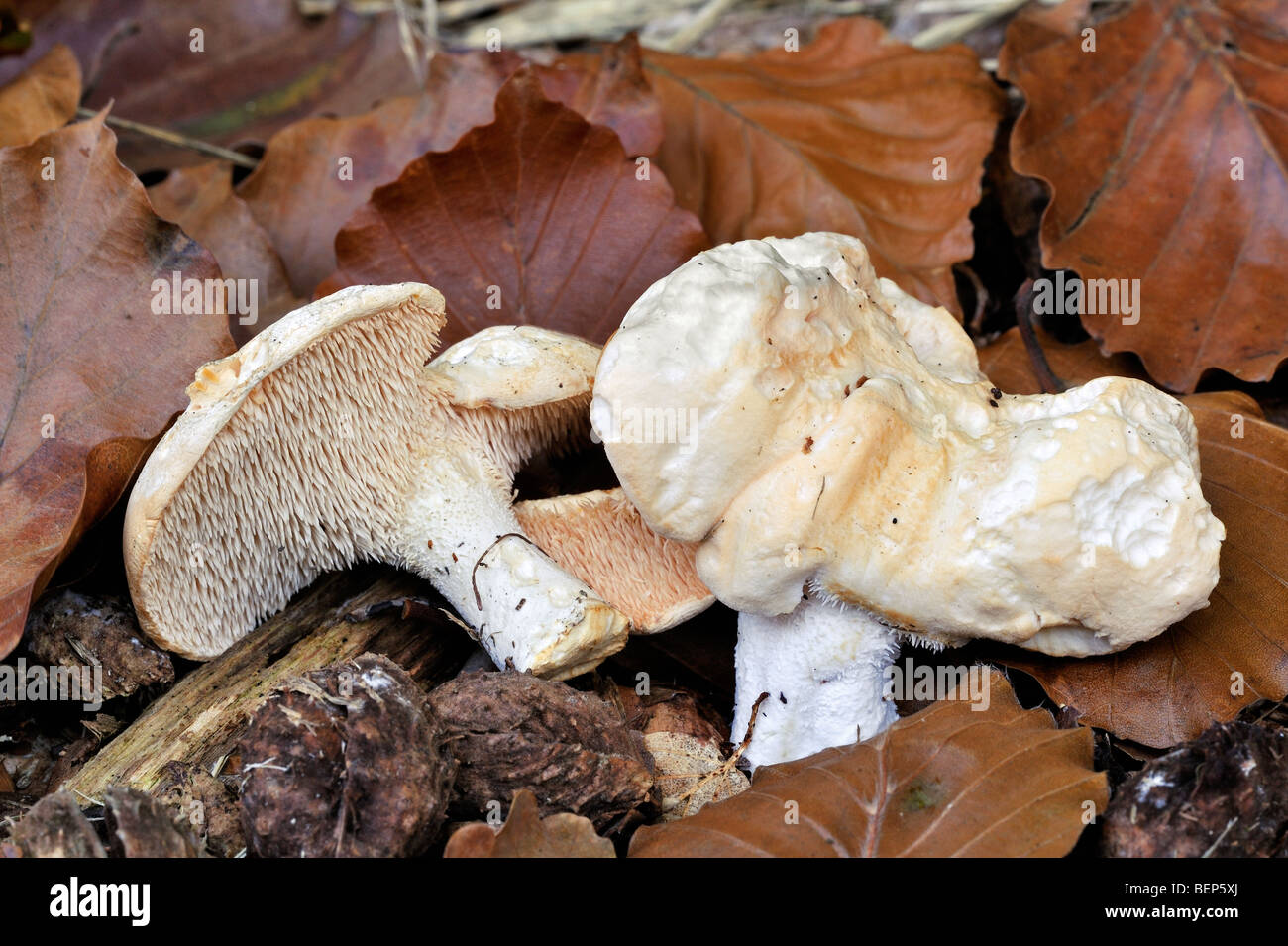 Sweet tooth / wood hedgehog / hedgehog mushroom (Hydnum repandum) showing underside with spines Stock Photo