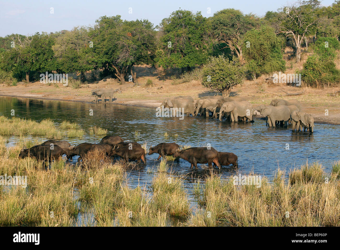 African elephants (Loxodonta africana) and buffalos (Syncerus caffer) drinking in river, Chobe National Park, Botswana, Africa Stock Photo