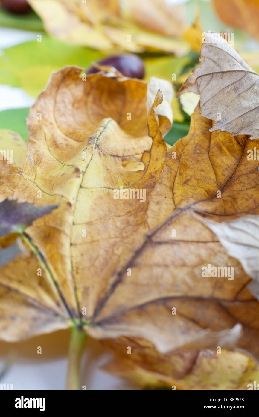 Dry leafs close up hi-res stock photography and images - Alamy