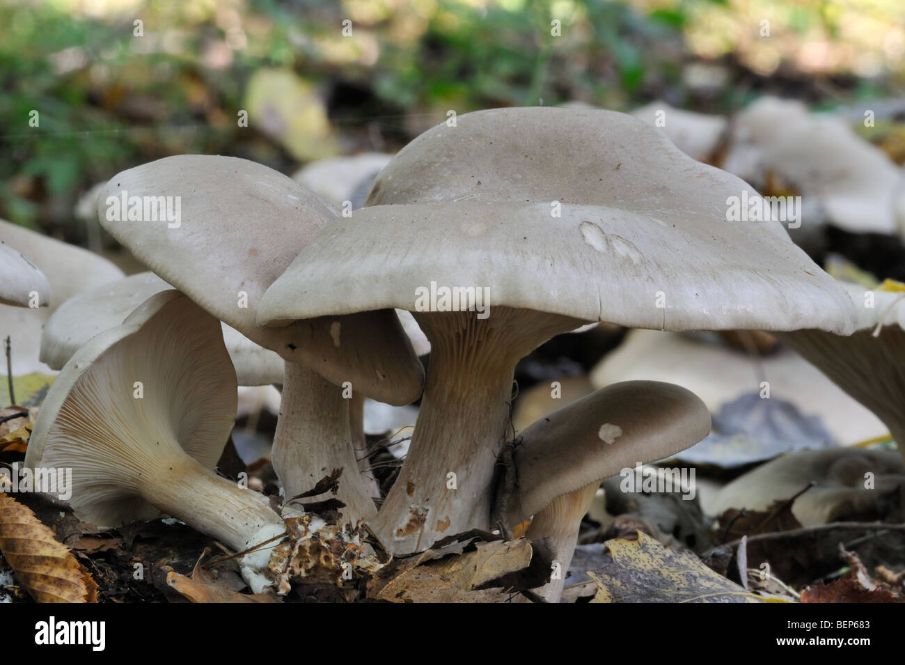 Clouded agaric / Cloud funnel (Clitocybe nebularis / Lepista nebularis) mushrooms Stock Photo