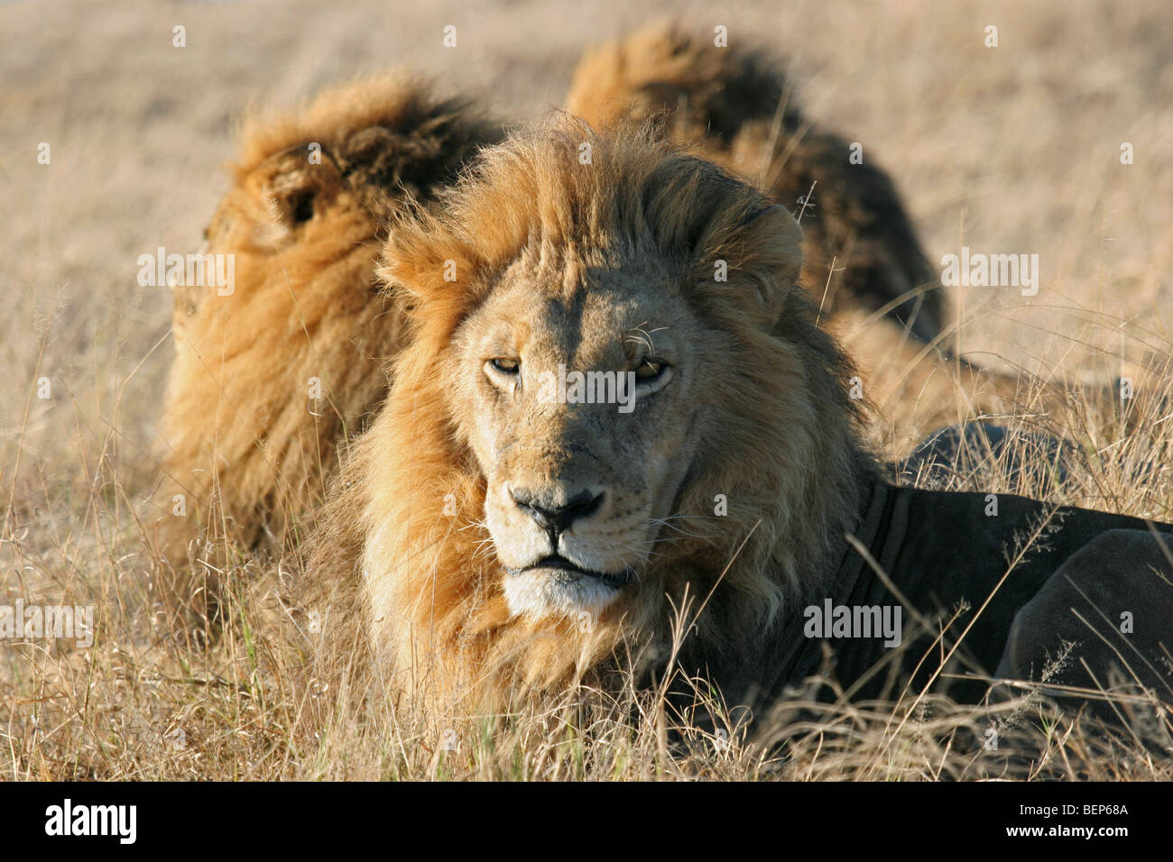 Three male lions (Panthera leo) resting on the savanna, Moremi Game ...
