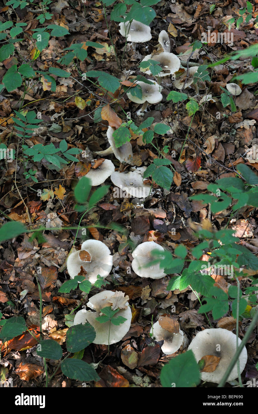 Clouded agaric / Cloud funnel (Clitocybe nebularis / Lepista nebularis) mushrooms forming fairy ring Stock Photo