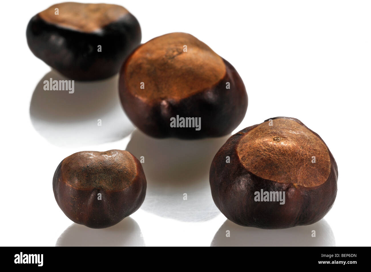 Common Horse-chestnut nuts / conkers (Aesculus hippocastanum) on white ...