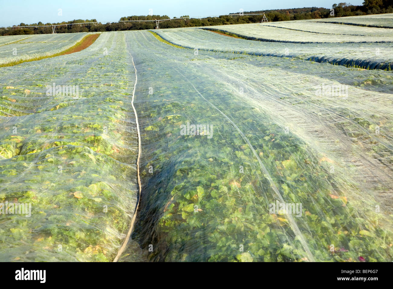 Field of turnips covered by fleece, Hollesley, Suffolk, England Stock