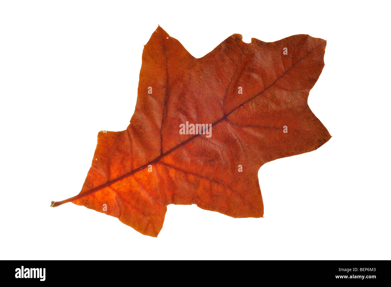 Southern red oak / Spanish oak / Swamp red oak (Quercus falcata) leaf in autumn colours, native to the southeastern US Stock Photo