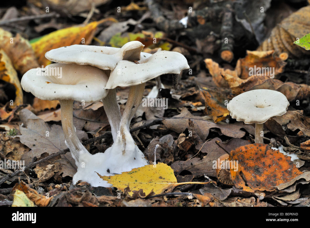 Chicken run funnel (Clitocybe phaeophthalma / Clitocybe hydrogramma) among autumn leaves Stock Photo