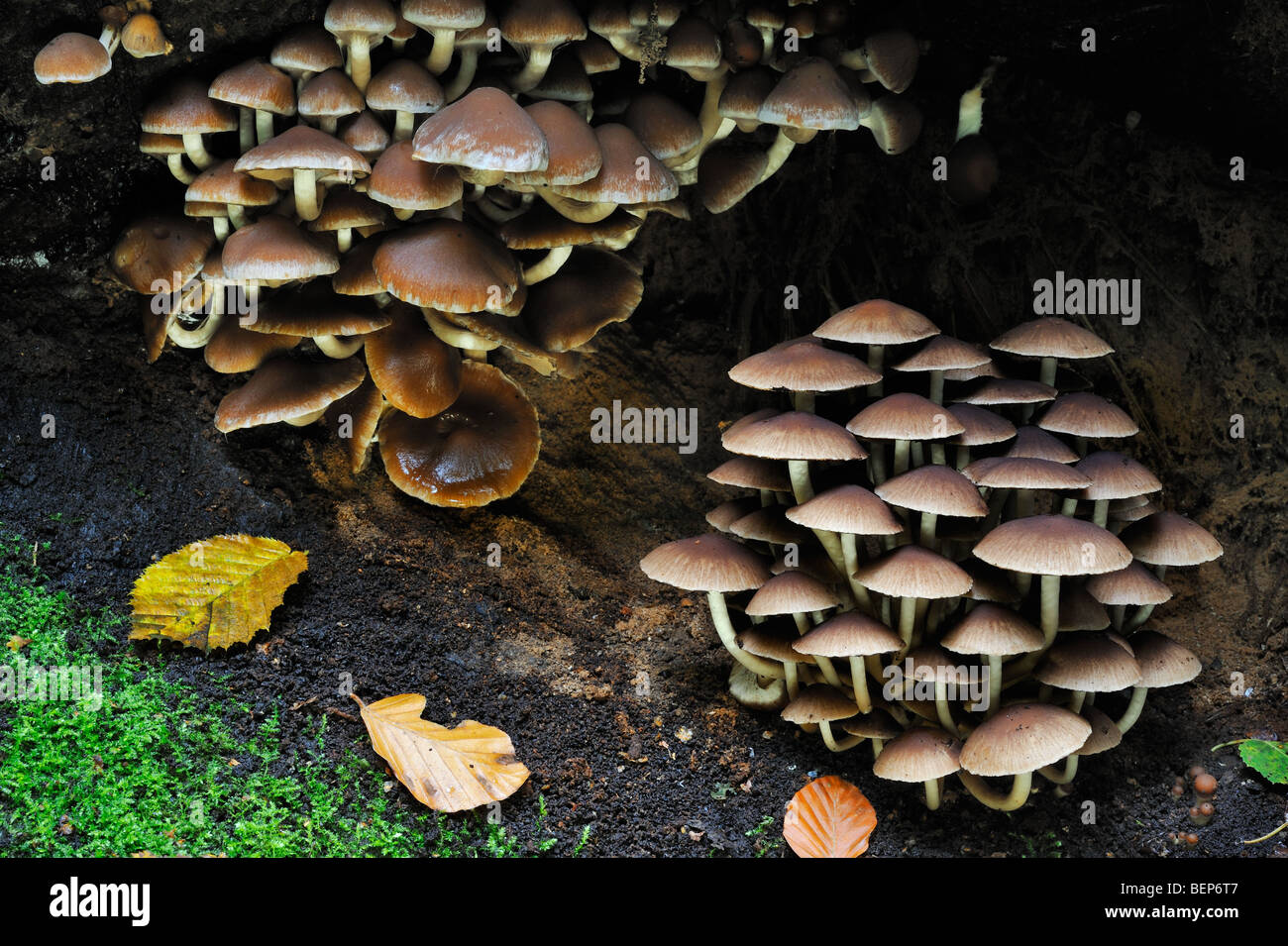 Brittlecap toadstools / Common Stump Brittlestem (Psathyrella hydrophila / Psathyrella piluliformis) Stock Photo