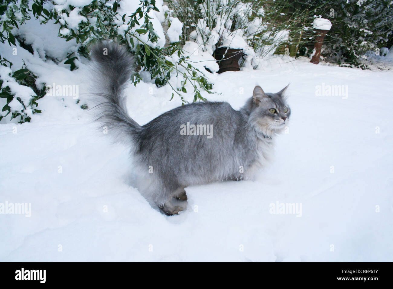 cat in the snow Stock Photo