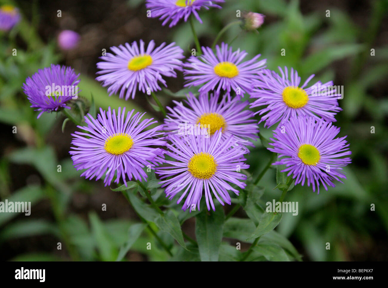 Fleabane, Erigeron 'Darkest of All', Asteraceae, USA, Canada, North America Stock Photo