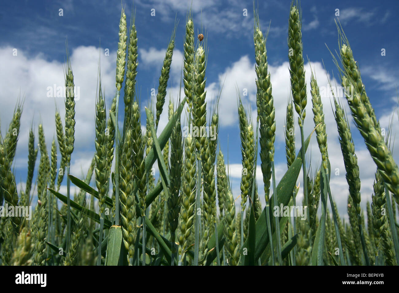 Flour And Semolina Plant Stock Photos &amp; Flour And Semolina