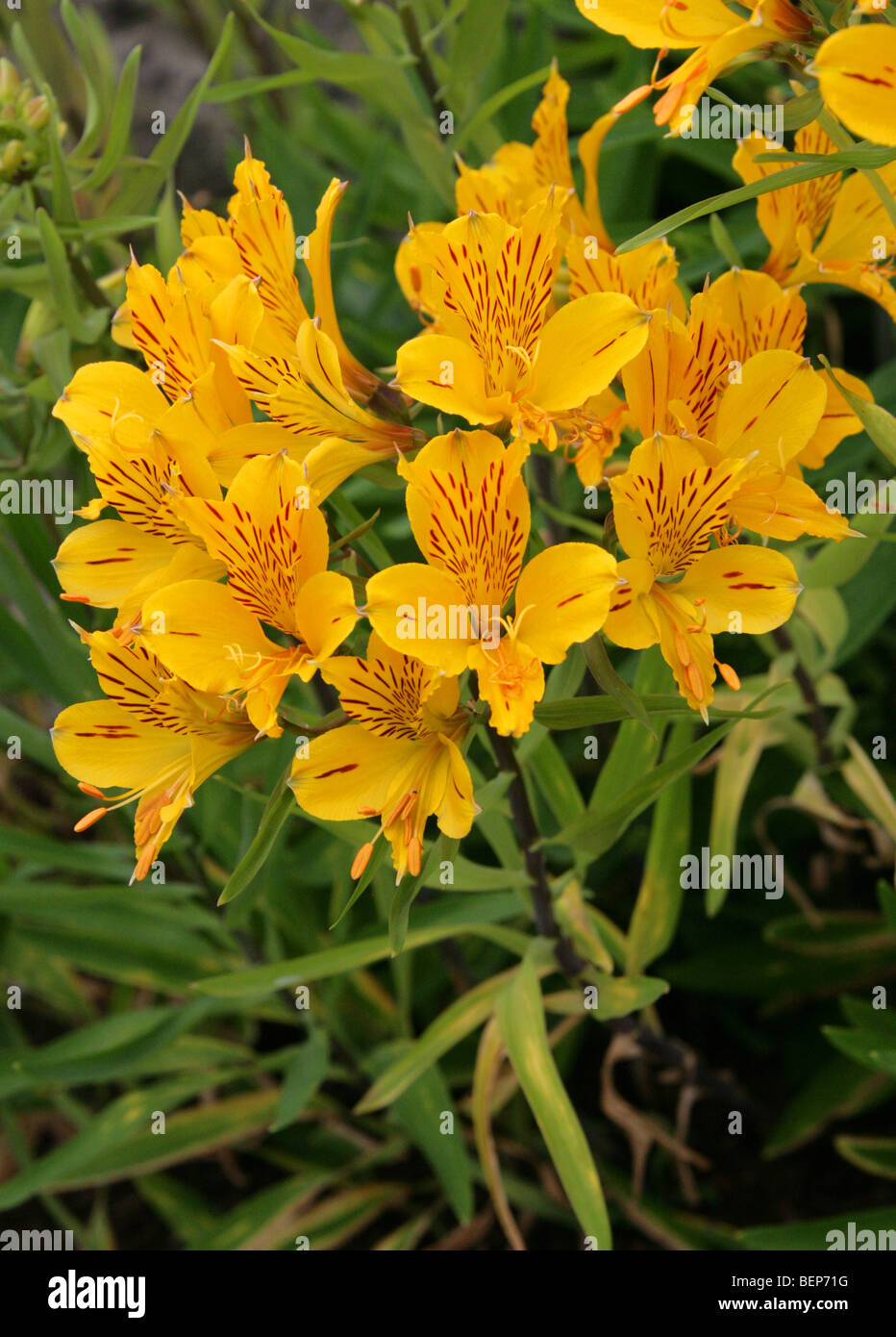 Peruvian Lily, Golden Lily-of-the-Incas, Golden Lily of the Incas, Alstroemeria aurea, Alstroemeriaceae, South America Stock Photo