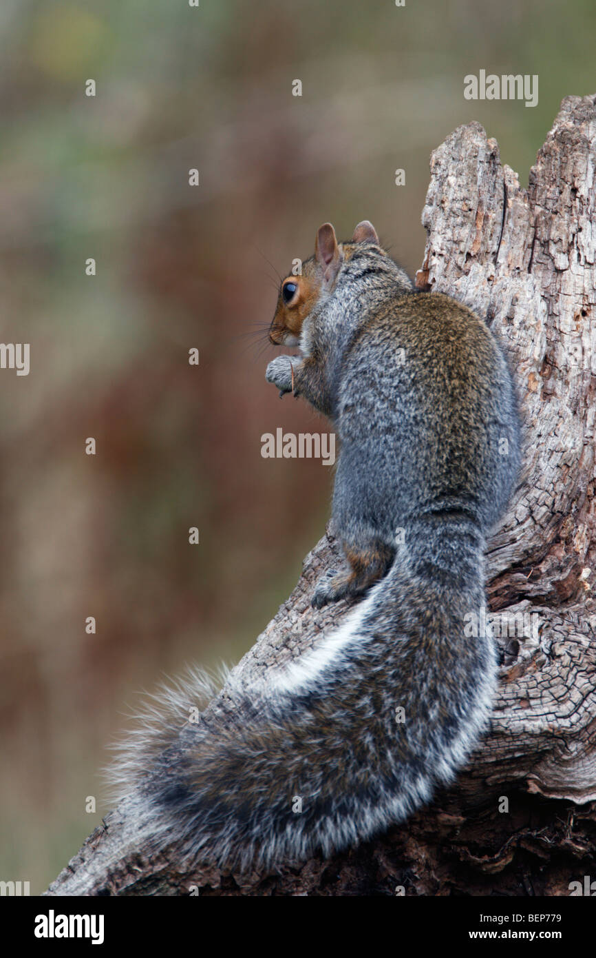 Gray Squirrel Sciurus Carolinensis Grey Stock Photo - Alamy