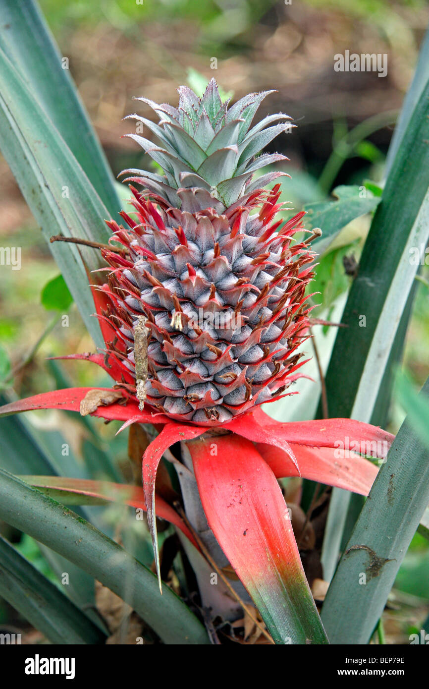 Pineapple plant showing fruit (Ananas comosus), Togo, West Africa Stock Photo Alamy