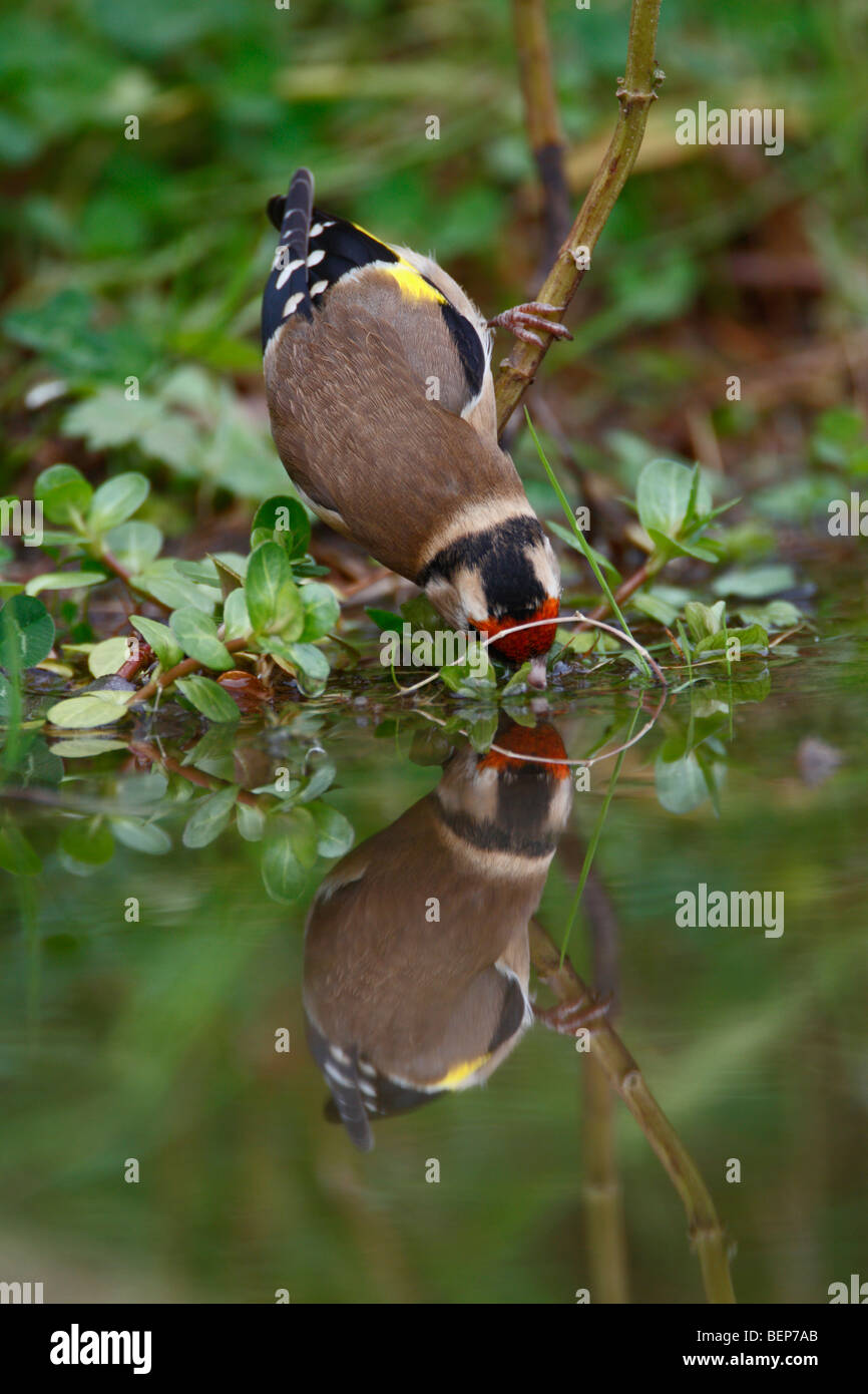 Goldfinch Carduelis carduelis pond reflection drinking Stock Photo