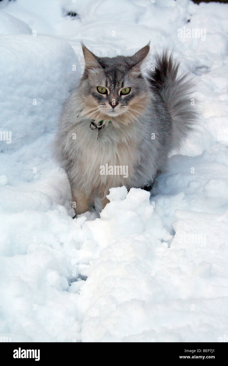 cat in snow Stock Photo Alamy