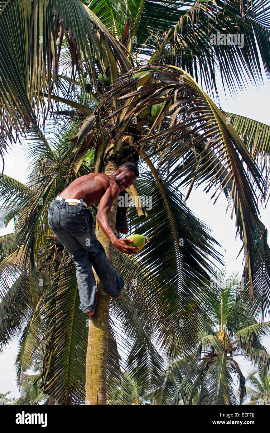 Black man climbing in coconut palm tree (Cocos nucifera) to collect