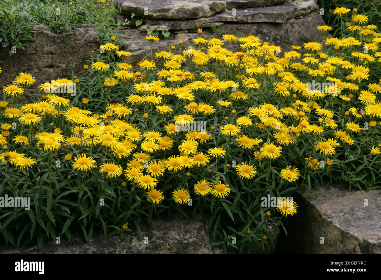 Irish Fleabane, Willow-Leaf Yellow-Head or Willowleaf Yellowhead, Inula salicina, Asteraceae, Europe Stock Photo