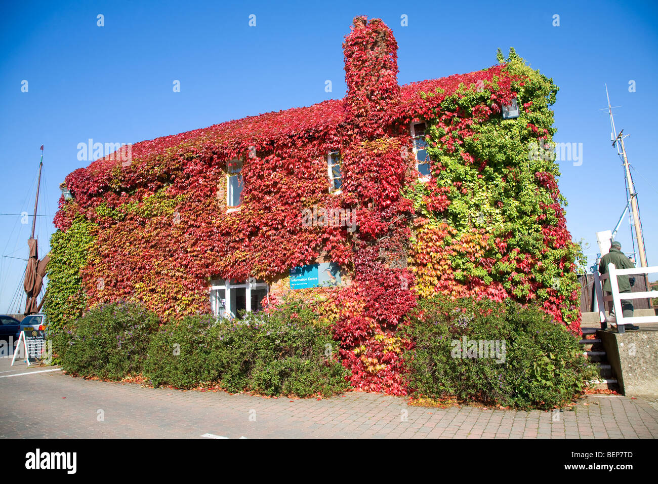 Virginia creeper house uk hires stock photography and images Alamy