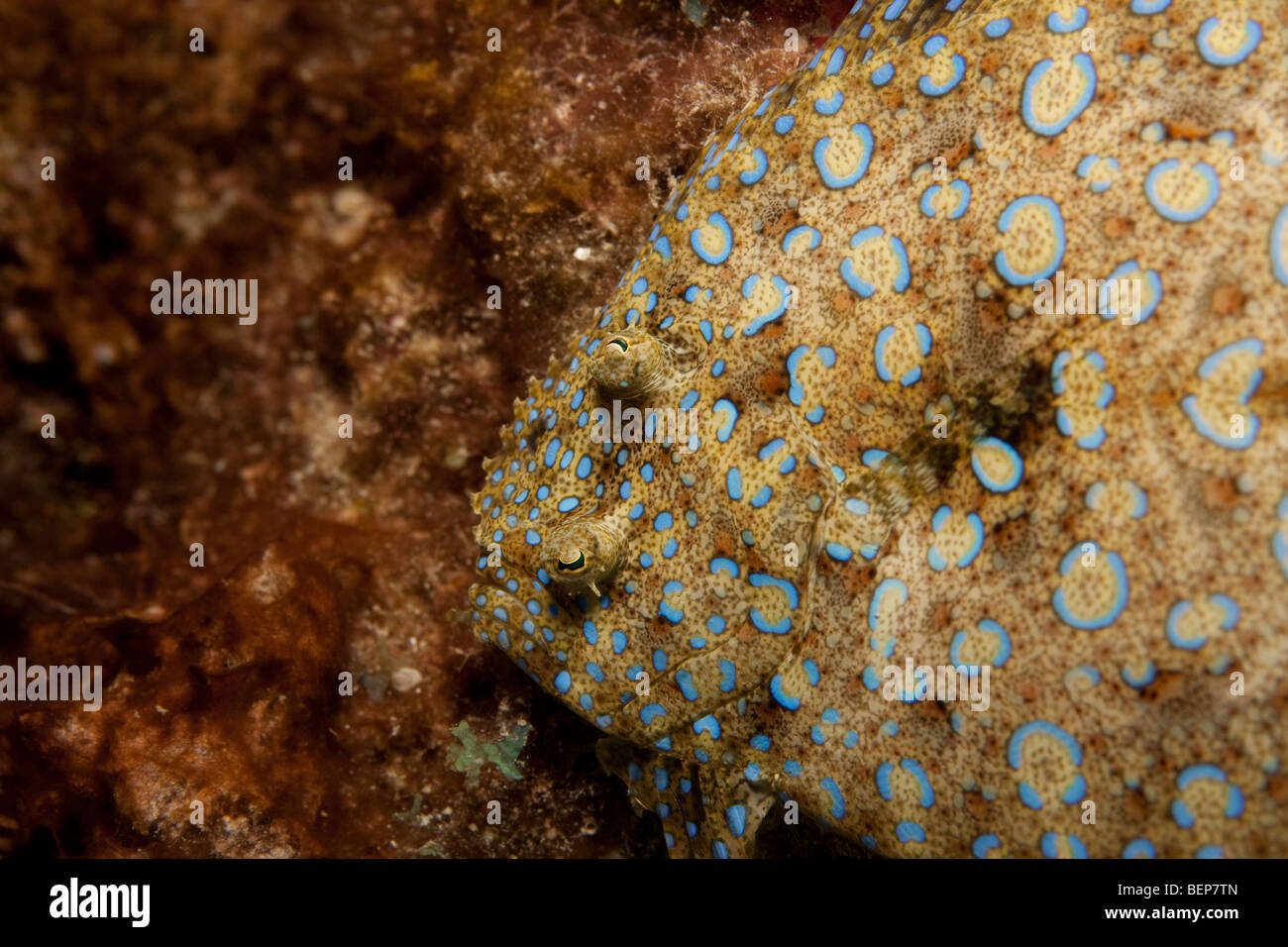 peacock flounder (bothus lunatus) close up Stock Photo Alamy