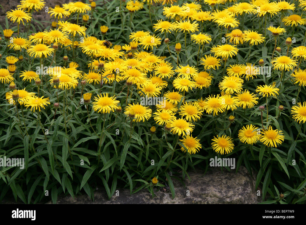 Irish Fleabane, Willow-Leaf Yellow-Head or Willowleaf Yellowhead, Inula salicina, Asteraceae, Europe Stock Photo