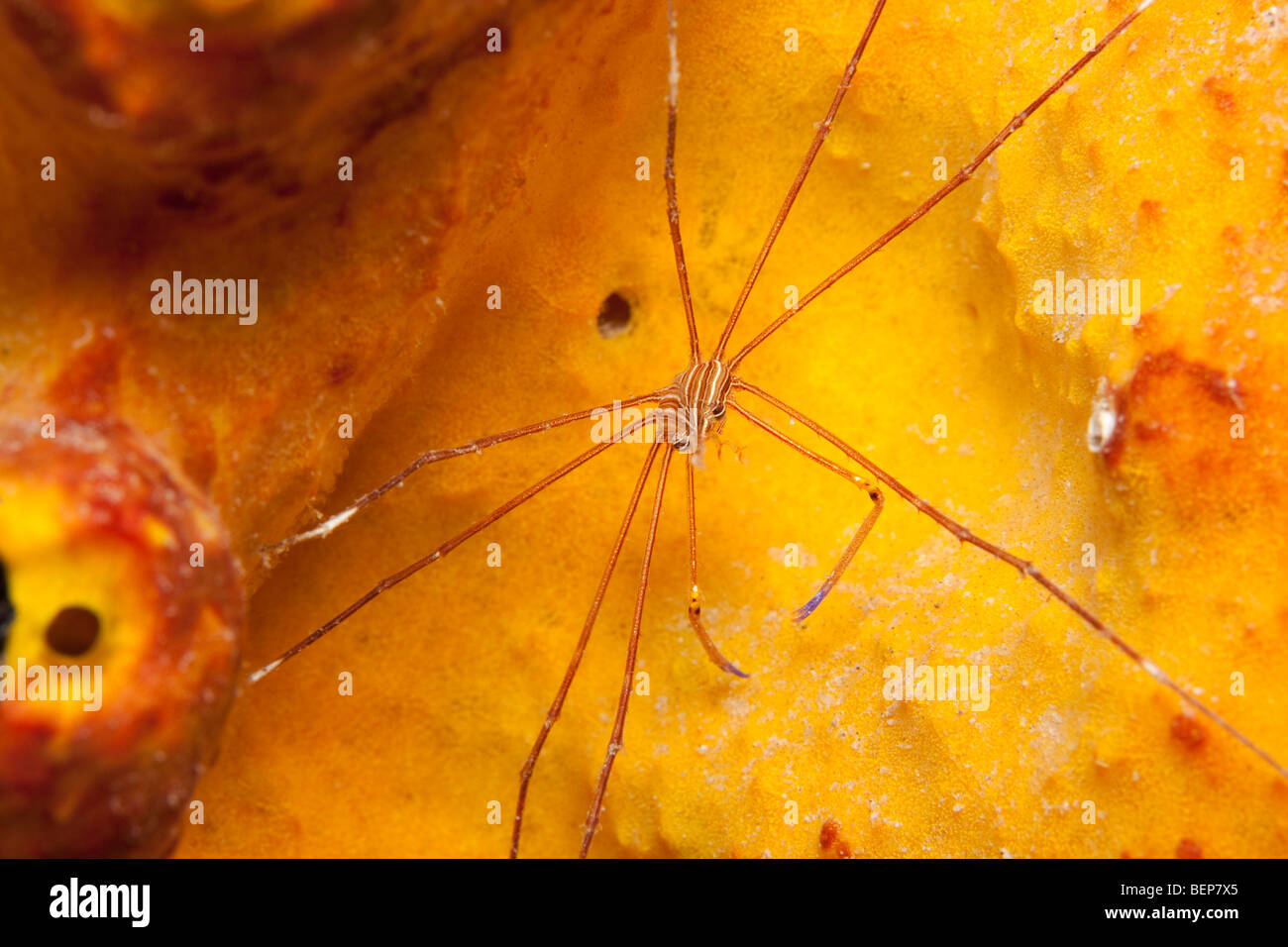 Yellowline Arrow Crab (Stenorhynchus seticornis) on Convoluted Orange Sponge (Myrmekioderma styx) Stock Photo