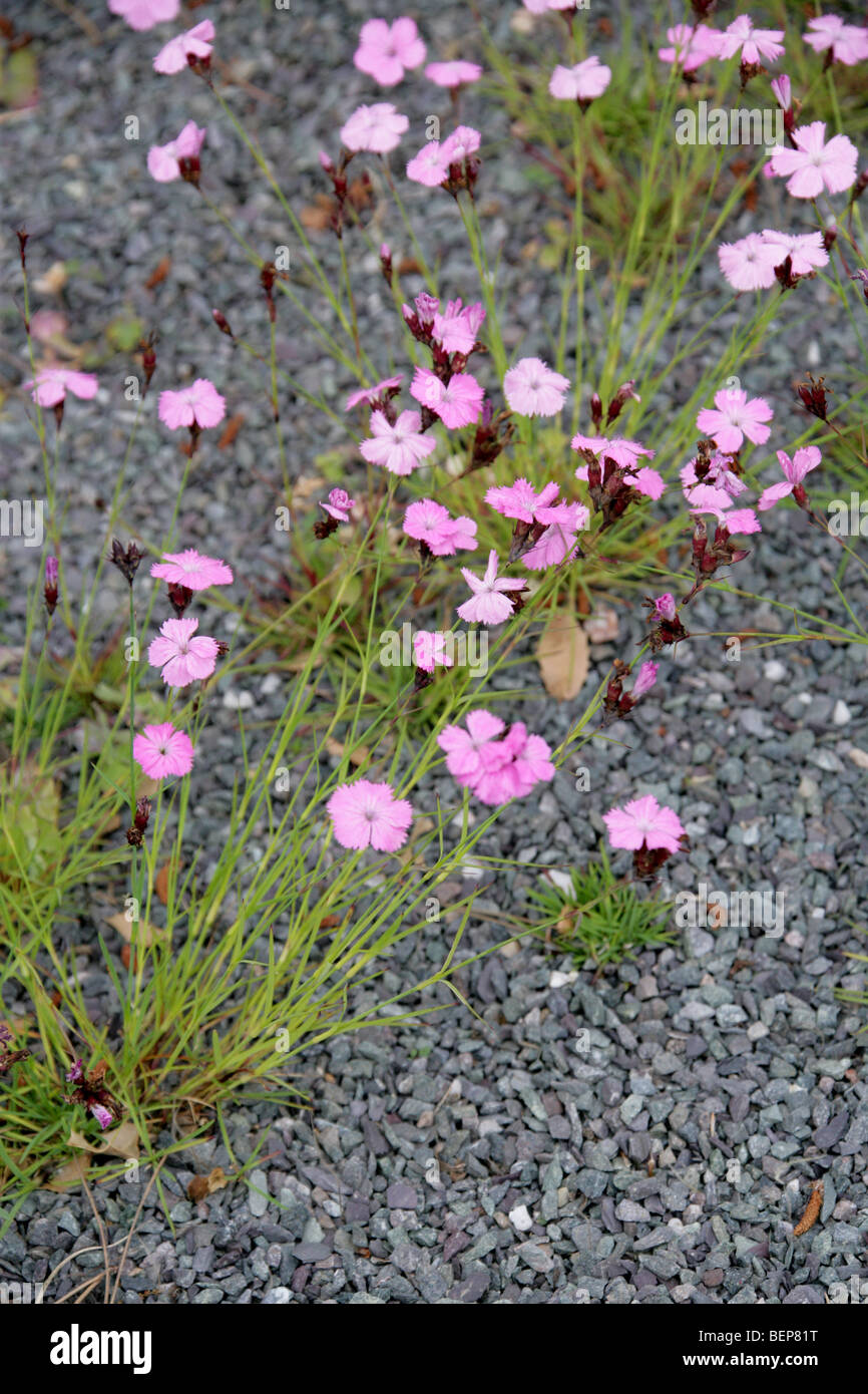 Dianthus henteri, Caryophyllaceae, Romania, Europe Stock Photo