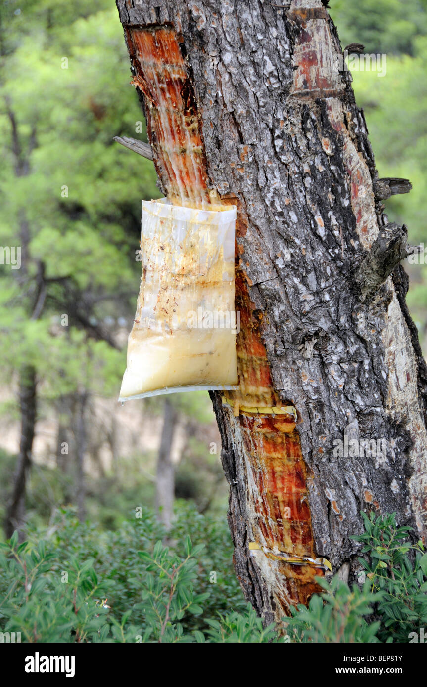 Greece: Forest Fire Destroys Jobs of Pine Resin Collectors