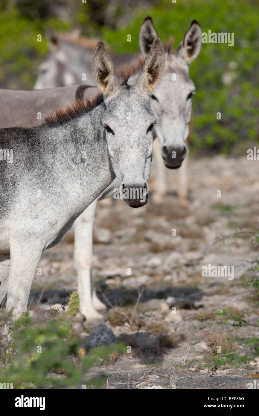 Feral donkey hi-res stock photography and images - Alamy