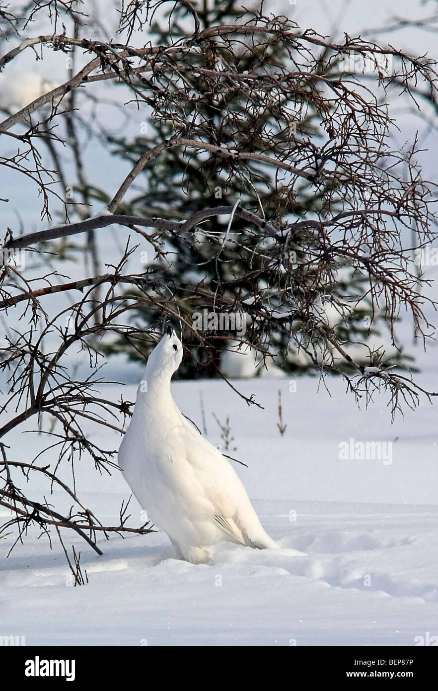 Willow ptarmigan, Lagopus lagopus, in winter with white plumage, arctic Canada. Stock Photo
