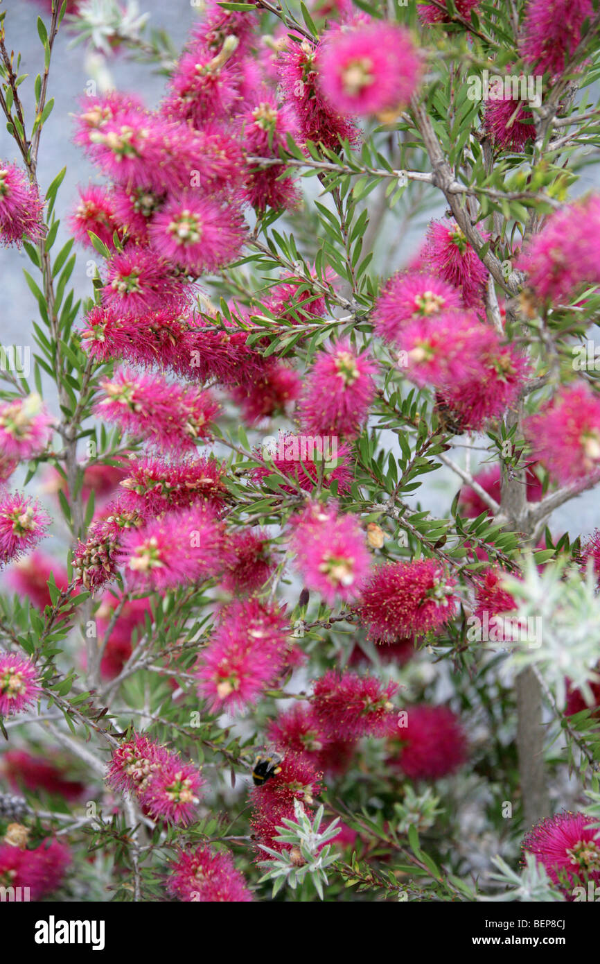 Bottlebrush, Callistemon viridiflorus, Myrtaceae, Tasmania, Australia Stock Photo