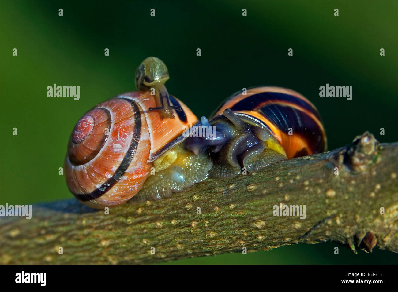 Grove snails / brownlipped snail (Cepaea nemoralis) on branch Stock