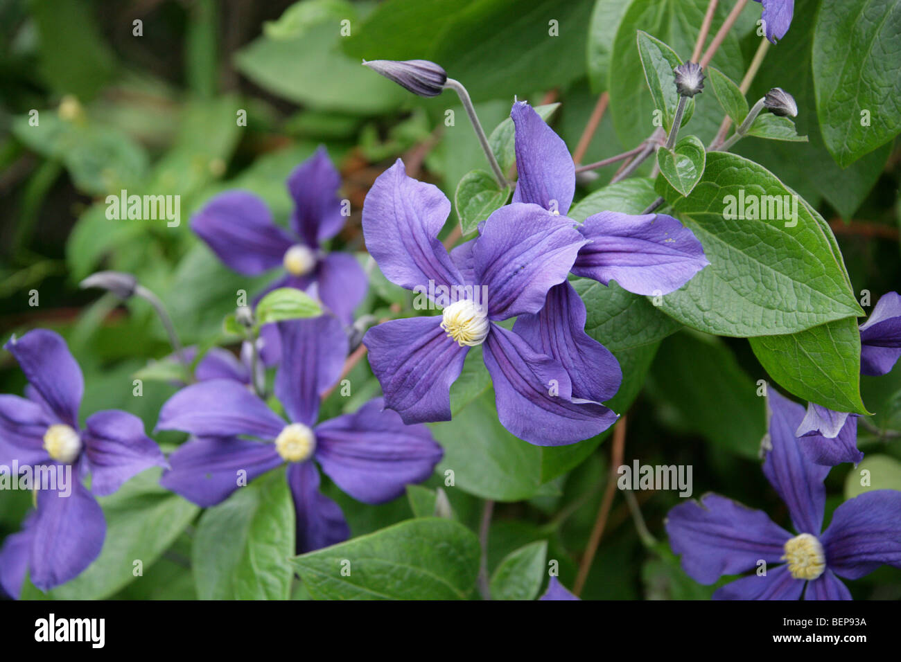 Clematis, Clematis x durandii, Ranunculaceae, USA, North America Stock Photo