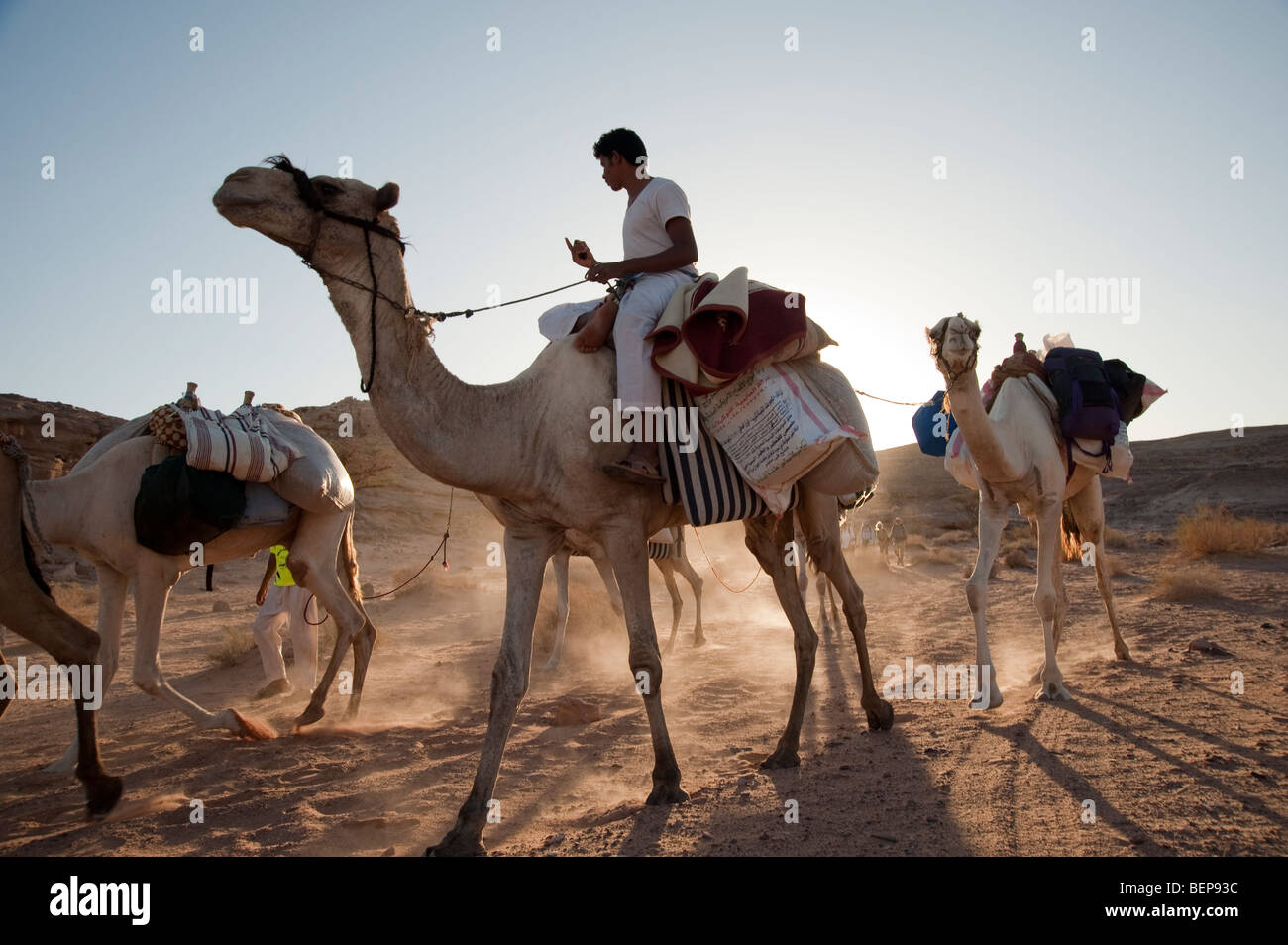 Bedouin ride camels through the desert in Sinai Egypt Stock Photo