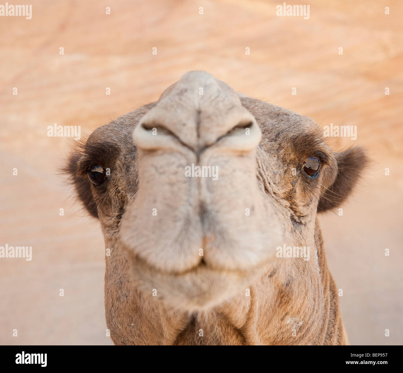 A camel in Egypt Stock Photo