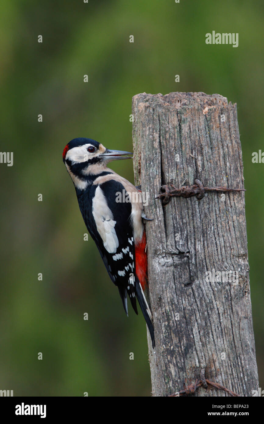 Great spotted woodpecker Dendrocopos major Stock Photo
