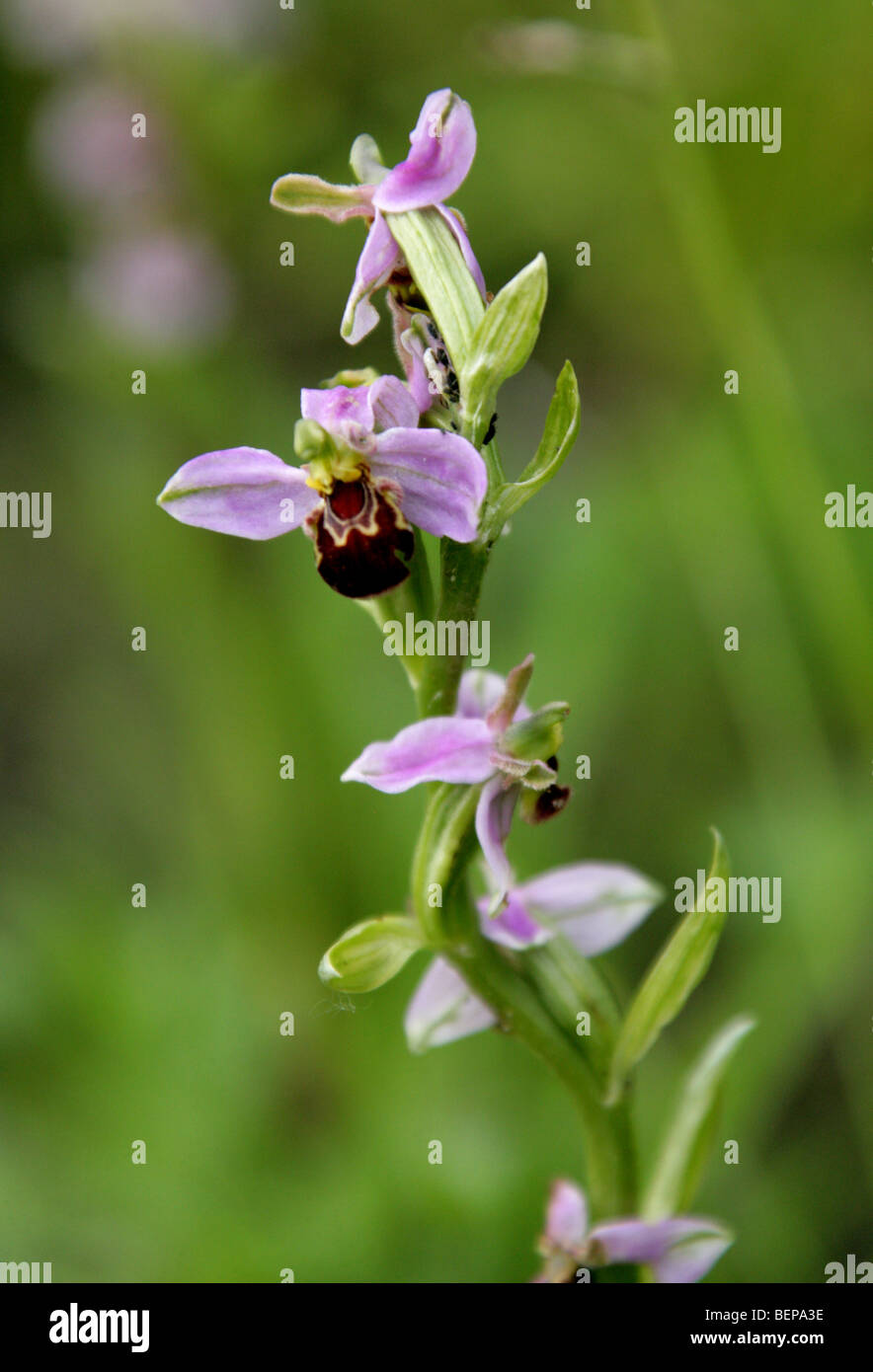 Bee Orchid, Ophrys apifera, Orchidaceae, Europe, North Africa Stock Photo