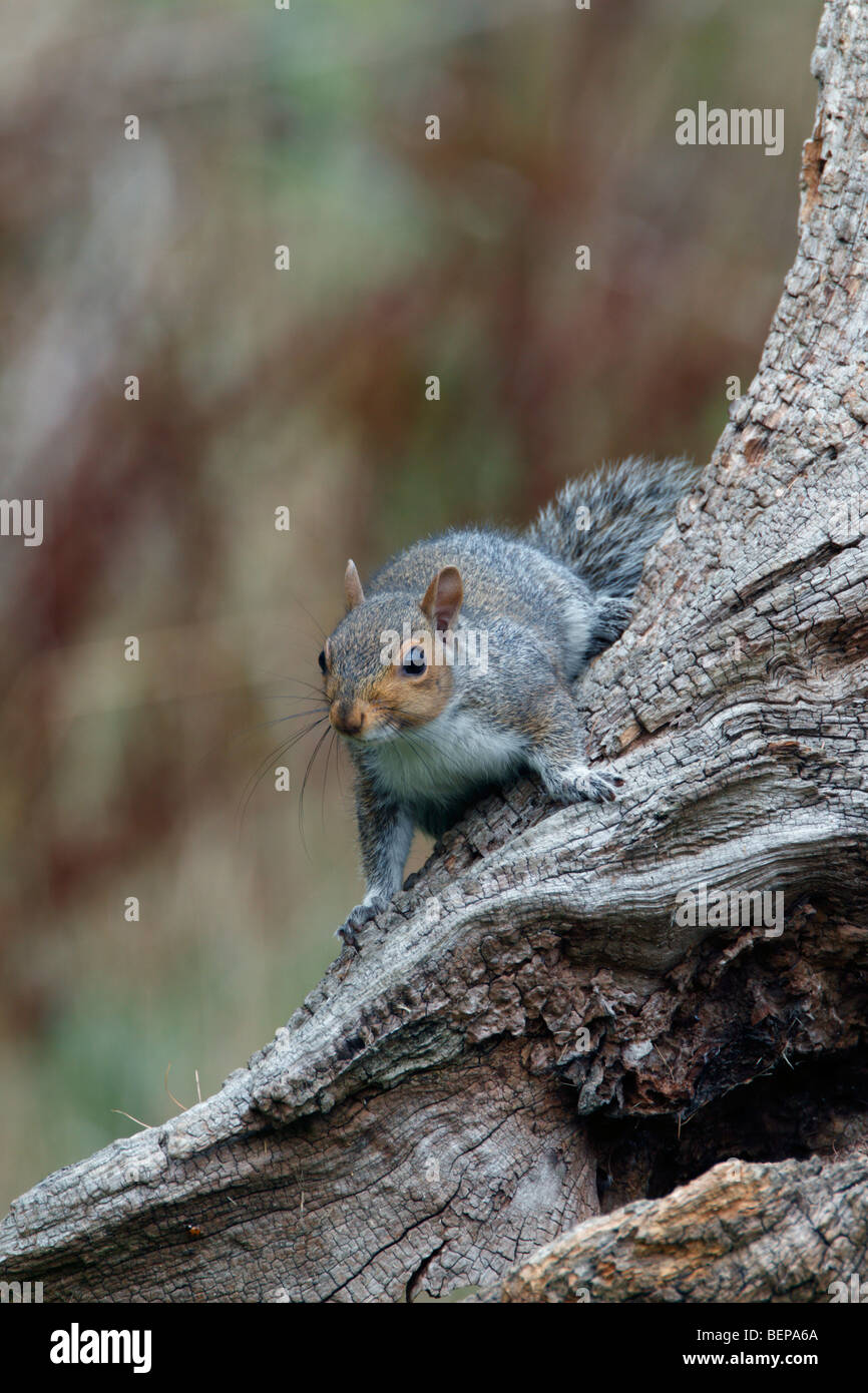 Gray Squirrel Sciurus carolinensis grey Stock Photo